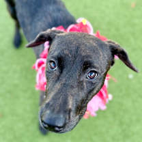 Thumbnail photo of Maple #1