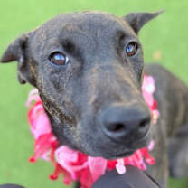 Thumbnail photo of Maple #2