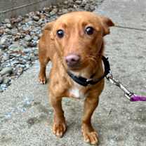 Thumbnail photo of Stocking #3