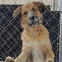 Thumbnail photo of Alfie #1