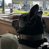 Thumbnail photo of Tobby #3