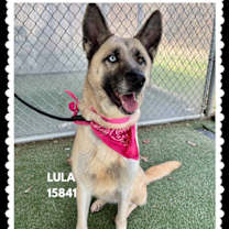 Thumbnail photo of LULA #1