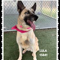 Thumbnail photo of LULA #3