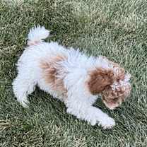 Thumbnail photo of Red Rider #3