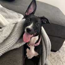 Thumbnail photo of Piper #3