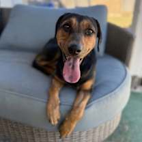 Thumbnail photo of Millie #2