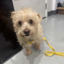 Thumbnail photo of Quincy (aka Q) #4