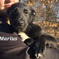 Thumbnail photo of marius #1