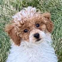 Thumbnail photo of Red Rider #1