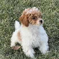 Thumbnail photo of Red Rider #3