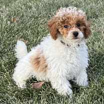 Thumbnail photo of Red Rider #2