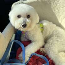 Thumbnail photo of Brandy #1