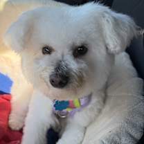 Thumbnail photo of Brandy #2