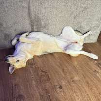 Thumbnail photo of Leia #2