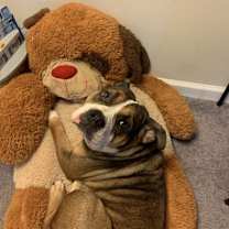 Thumbnail photo of Chica #3