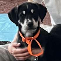 Thumbnail photo of Cabo #4