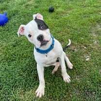 Thumbnail photo of Poppy #2