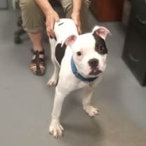 Thumbnail photo of Poppy #3