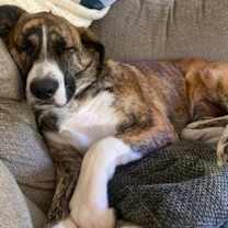 Thumbnail photo of Timber #2