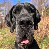 Thumbnail photo of Chauncey #1