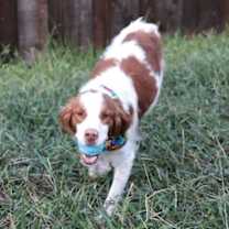 Thumbnail photo of TX/Gussie #4