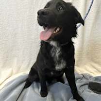 Thumbnail photo of Sven #2