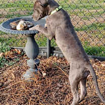 Thumbnail photo of Lucy #3