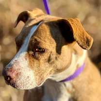 Thumbnail photo of Izzie #4