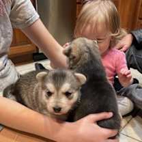 Thumbnail photo of Luna  Eclipse  Venus #2