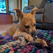 Thumbnail photo of Mango #2