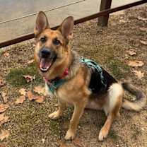 Thumbnail photo of Banshee #1