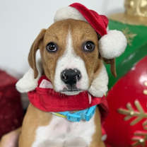 Thumbnail photo of Nico #1