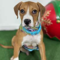 Thumbnail photo of Nico #4