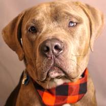 Thumbnail photo of BUDDY #4