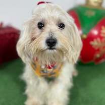 Thumbnail photo of Luke #1