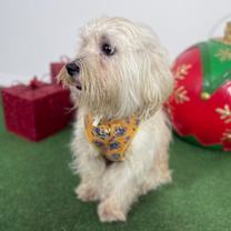 Thumbnail photo of Luke #4