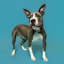 Thumbnail photo of Antena #1