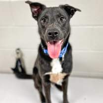 Thumbnail photo of Bumper #3