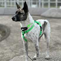 Thumbnail photo of Bubu #2