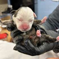 Thumbnail photo of Kelani #2