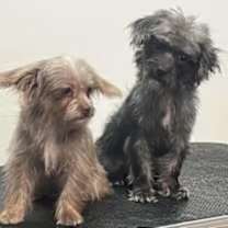 Thumbnail photo of Bubbles #2