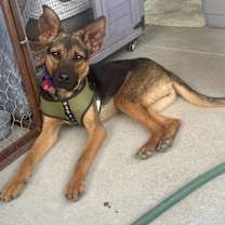 Thumbnail photo of ROBIN #4