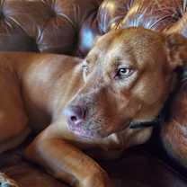 Thumbnail photo of Remy #4