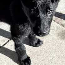 Thumbnail photo of HARVEY #2