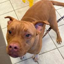 Thumbnail photo of Gumbo #2