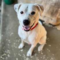 Thumbnail photo of Jack Daniels (JD) #3