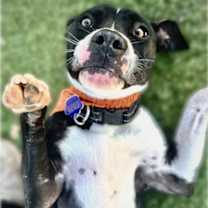 Thumbnail photo of Bella #2