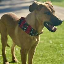 Thumbnail photo of Russ #1