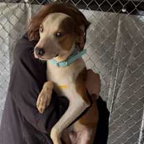 Thumbnail photo of Whoppers #2