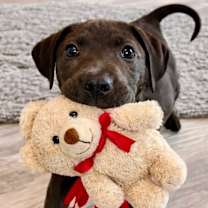 Thumbnail photo of Pierogi #3